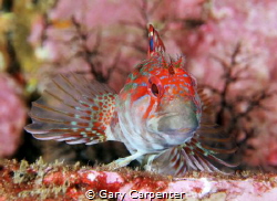 Red or Portuguese Blenny (Parablennius ruber) - Picture t... by Gary Carpenter 